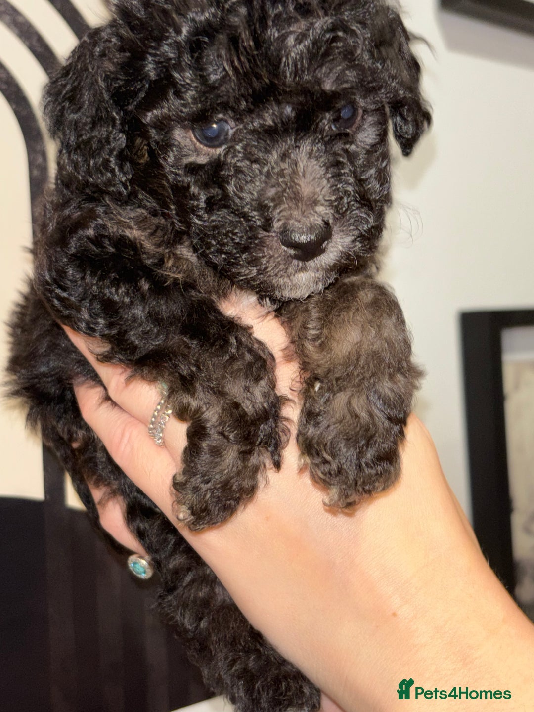 Poochon dogs for sale: Beautiful Poochon’s  - Advert 5