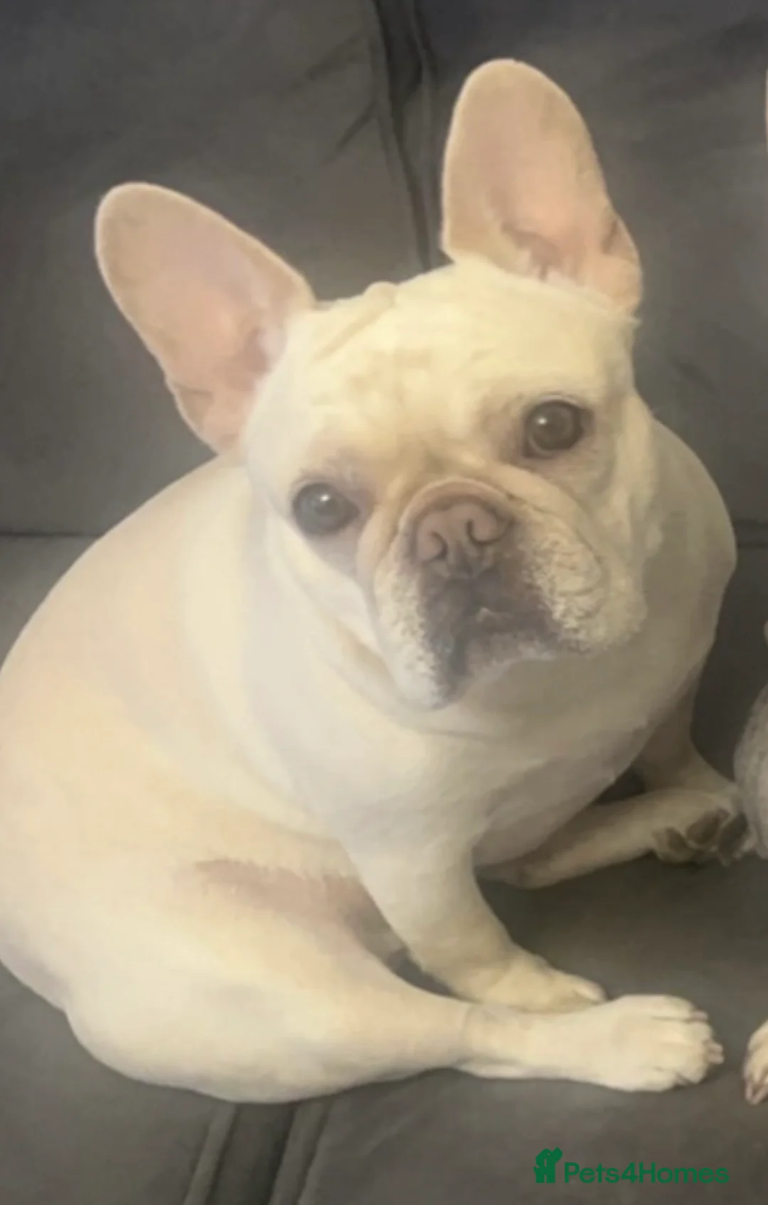 French Bulldog dogs for sale: French Bulldog- 4.5 Year Old Female  - Advert 1