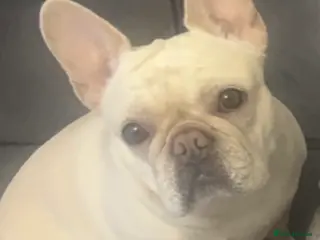 French Bulldog dogs French Bulldog- 4.5 Year Old Female - Advert 1