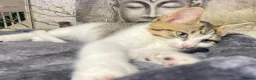 Norwegian Forest Cat cats for sale: Norwegian Forrest Cat mix bread  - Advert 13