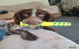 Cocker Spaniel dogs for sale: Male cocker spaniel for rehoming - Image 8
