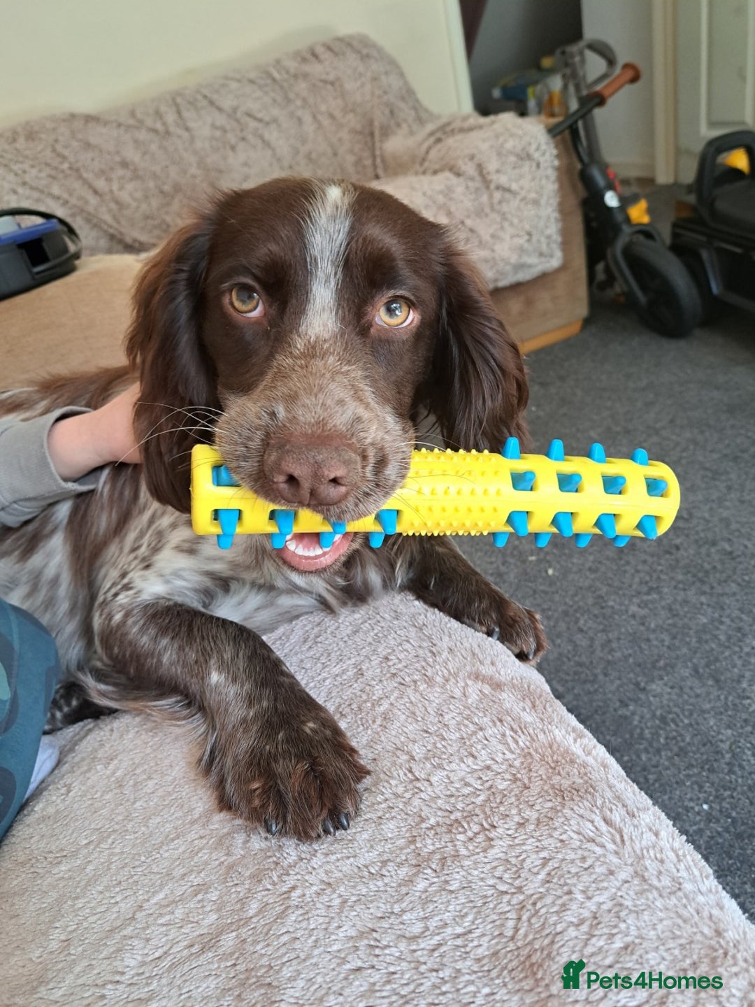 Cocker Spaniel dogs for sale: Male cocker spaniel for rehoming - Image 8