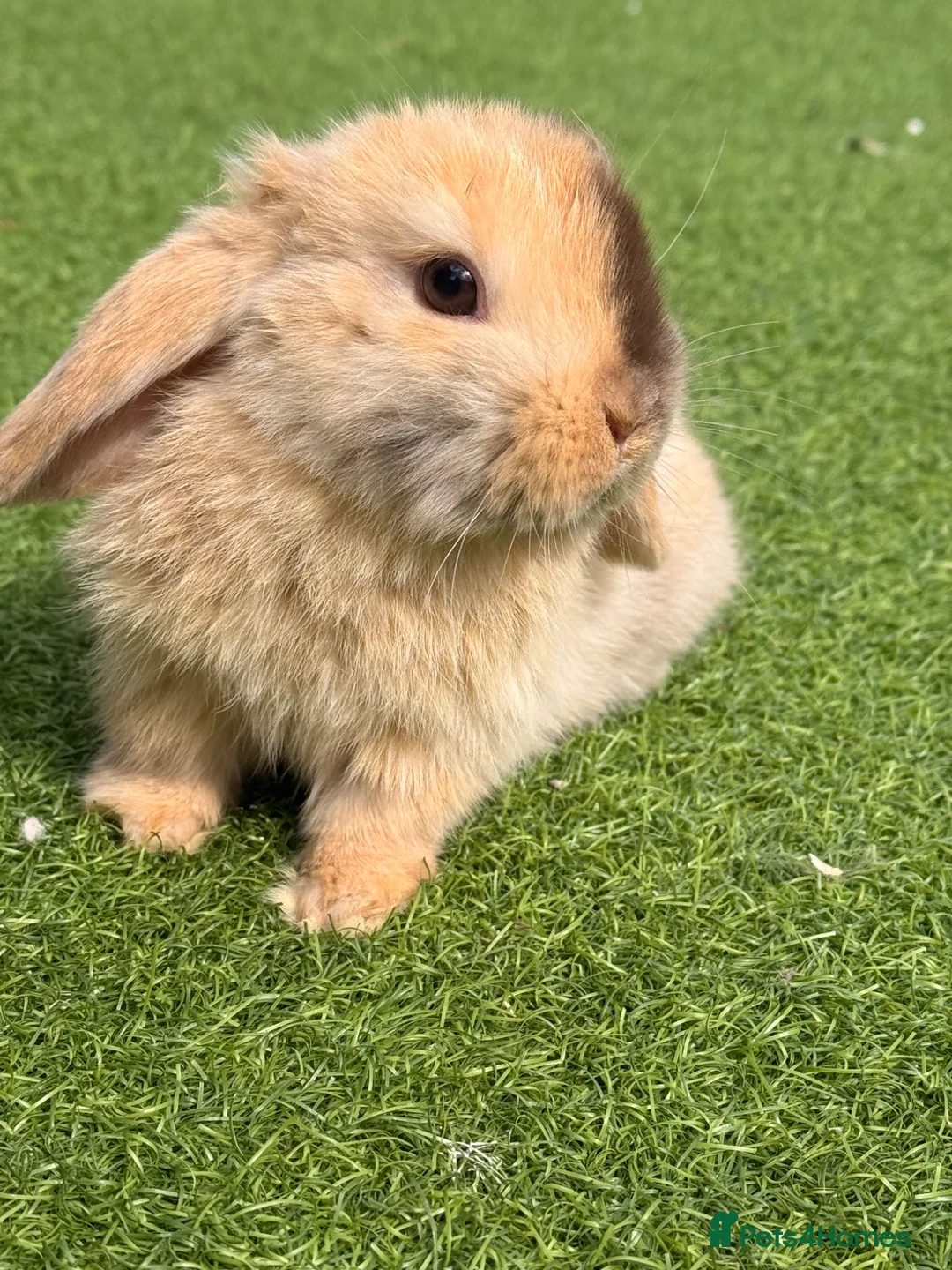 Mini Lop rabbits for sale: MINI LOP BABIES  in Airdrie - Advert 7