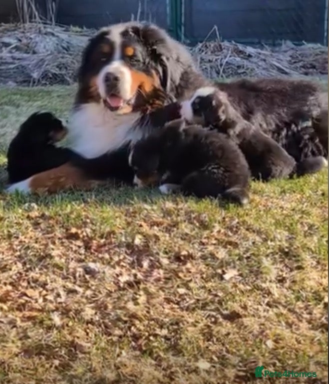 Bernese Mountain Dog dogs 100% Pure Bernese Mountain Dog pups - Advert 1