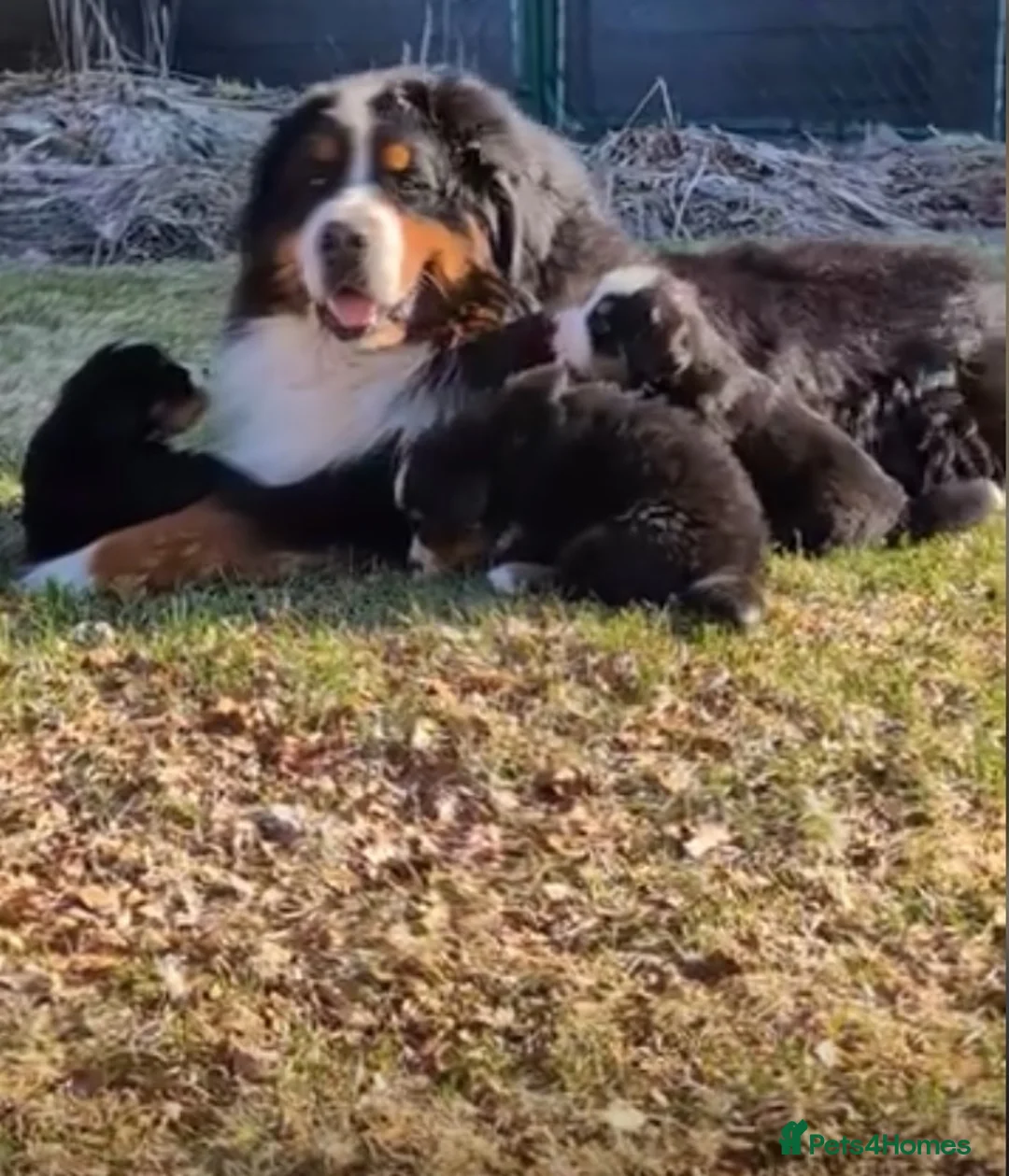 Bernese Mountain Dog dogs for sale: 100% Pure Bernese Mountain Dog pups in Reading - Advert 1