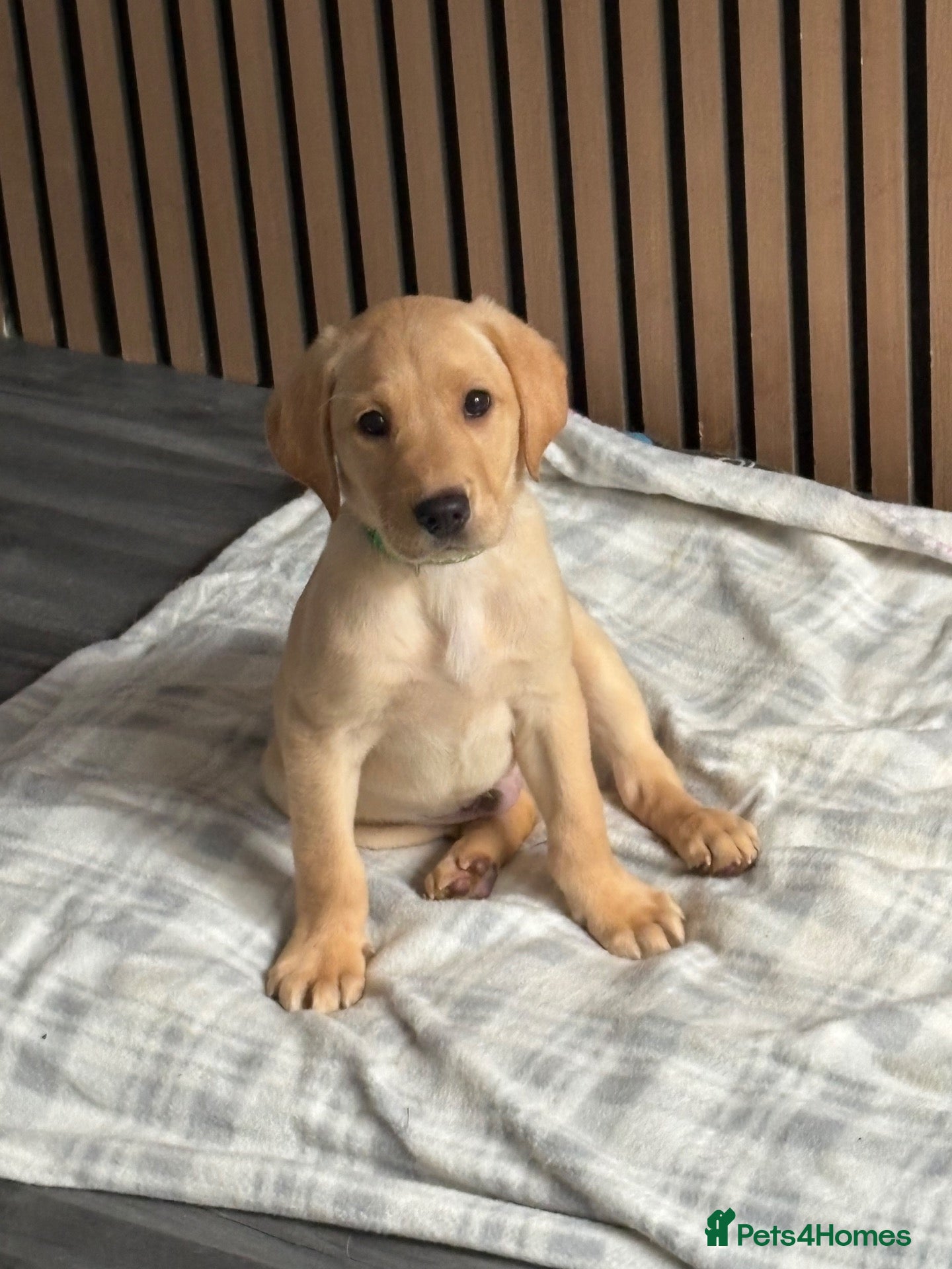 Labrador Retriever dogs REDUCED! 2 Boys Left  !! KC REG LABRADORS  - Advert 13