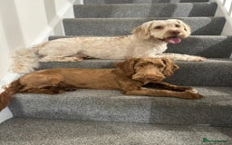 Cockapoo dogs for sale: - 3 Cockapoo Puppies - ! collect today ! Chester - - Image 29