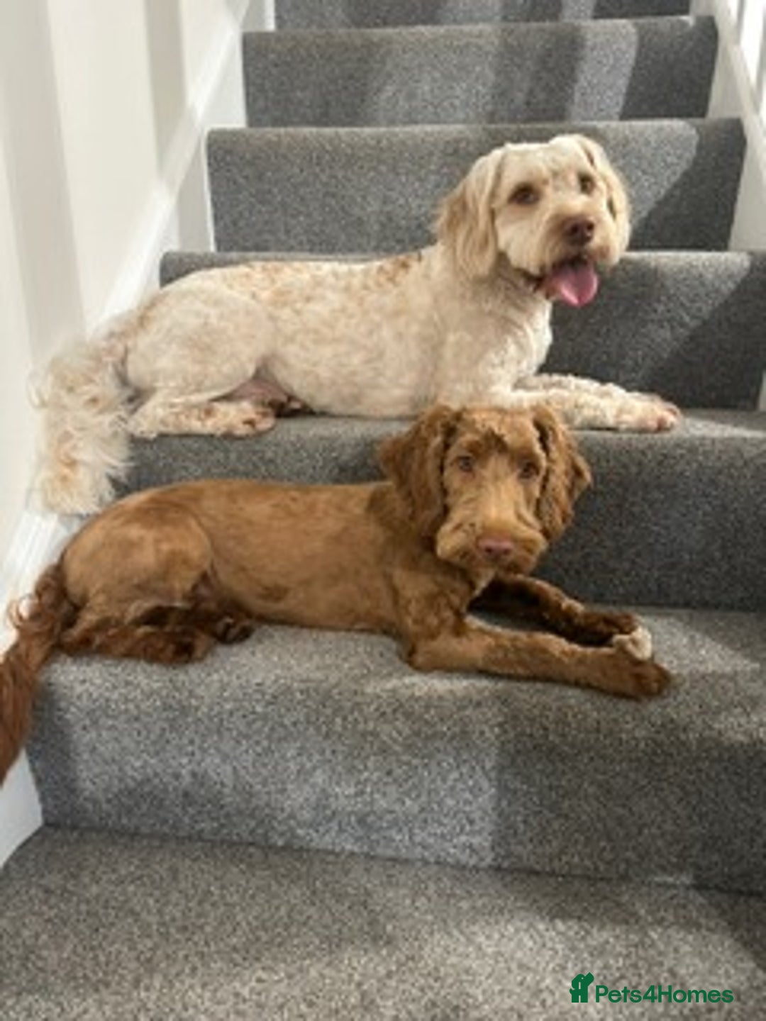 Cockapoo dogs for sale: - 3 Cockapoo Puppies - ! collect today ! Chester - - Image 29
