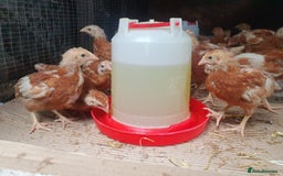 Chickens poultry for sale: Female chicks / chickens / hens - Image 2