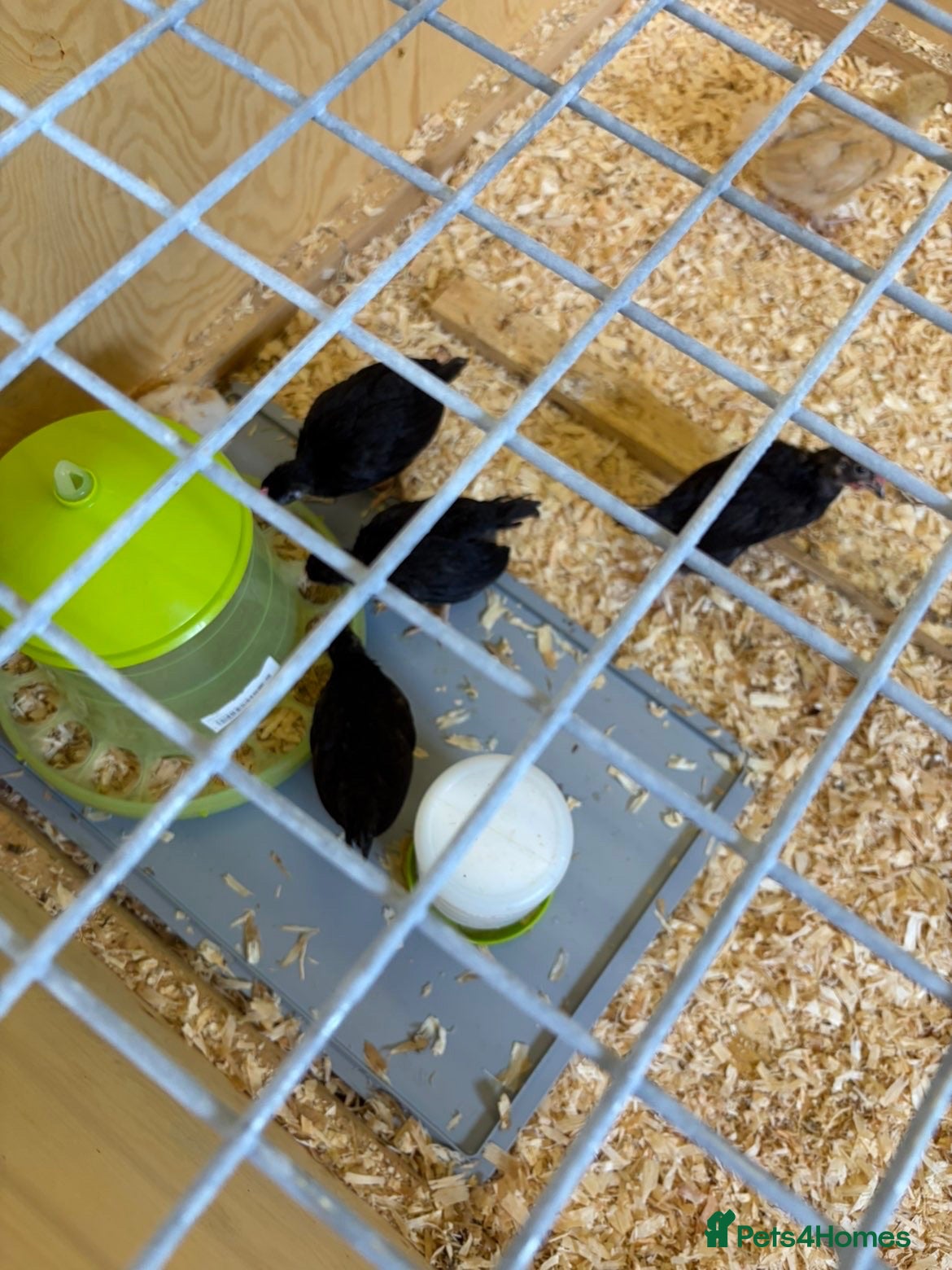 Chickens poultry Black bantam leghorn chicks - Advert 2