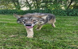 Northern Inuit dogs for sale: Tamaskan Puppies - Image 6