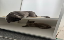 British Shorthair cats for sale: Unique lilac british shorthair  - Image 3