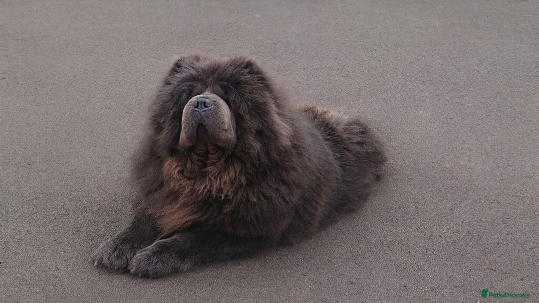 Chow Chow dogs for stud: 💙 Blue Kc teddy face chow chow Stud🔥💙🔥 - Image 2