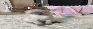 Siamese Kitten 3
