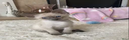 Siamese cats for sale: 1 boy left Full Siamese lilac point ready to go - Advert 18