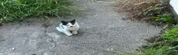 Mixed Breed cats for sale: Two kittens  in Bristol - Advert 6