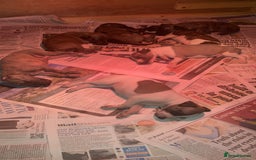 Whippet dogs for sale: Whippet pups  - Image 4