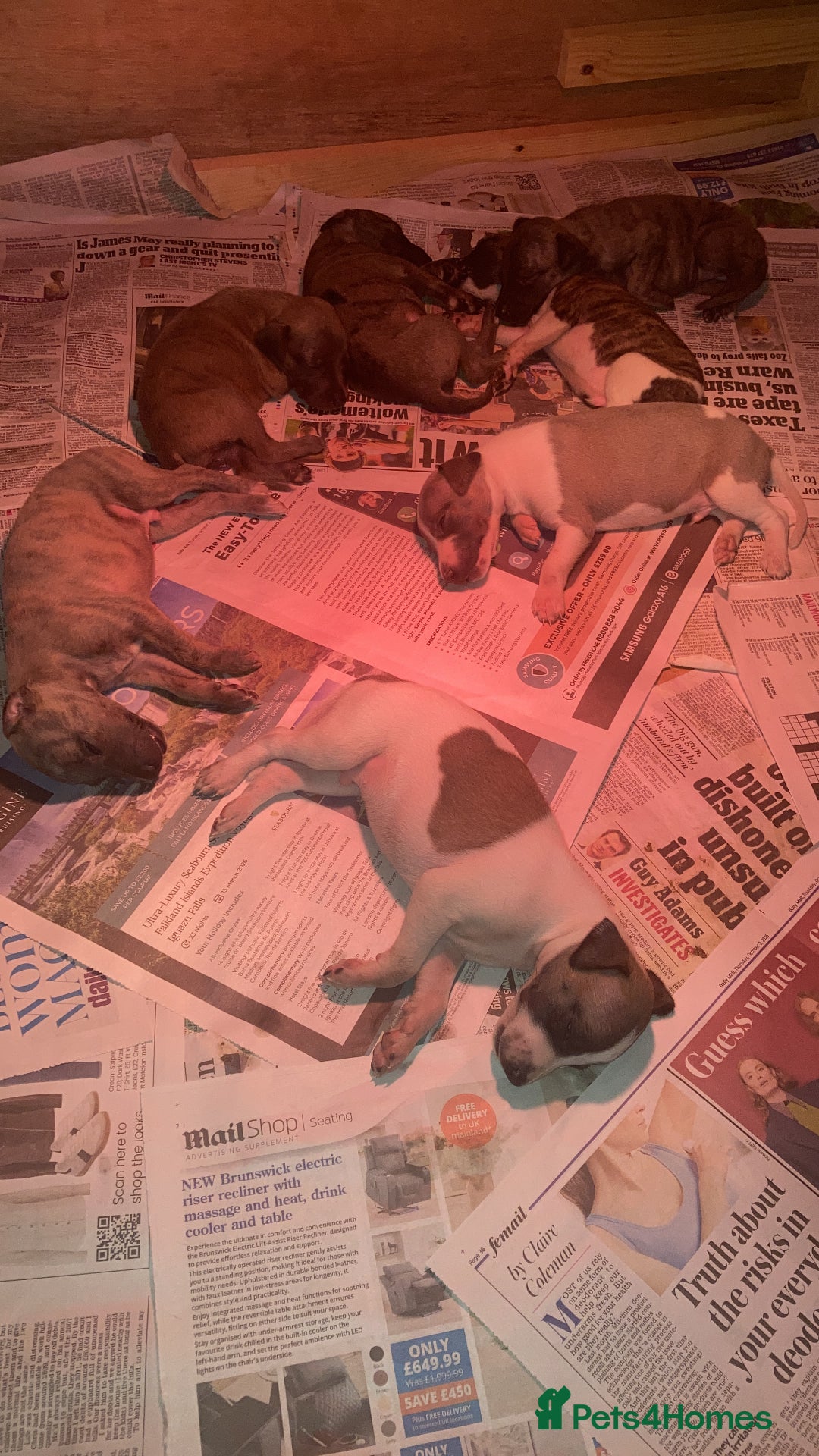 Whippet dogs for sale: Whippet pups  - Image 4