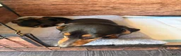 Dachshund dogs for sale: Miniature Dascshund smooth hair puppy’s  in Ilminster - Advert 27