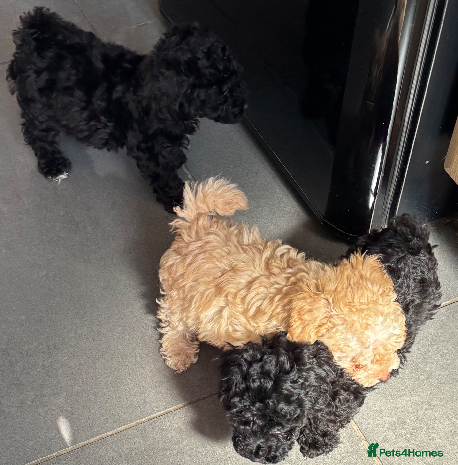 Toy Poodle dogs Toy poodles 2 girls 1 boy  - Advert 10