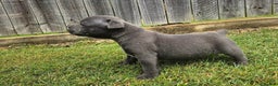 Staffordshire Bull Terrier dogs for sale: Amazing top quality blue staffordshire super activ - Advert 6