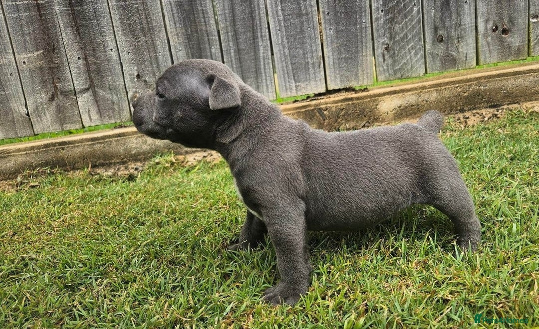 Staffordshire Bull Terrier dogs for sale: Amazing top quality blue staffordshire super activ - Advert 6