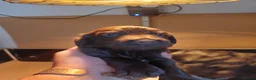 Cocker Spaniel dogs for sale: Working cocker spaniel  in Dumfries - Advert 3