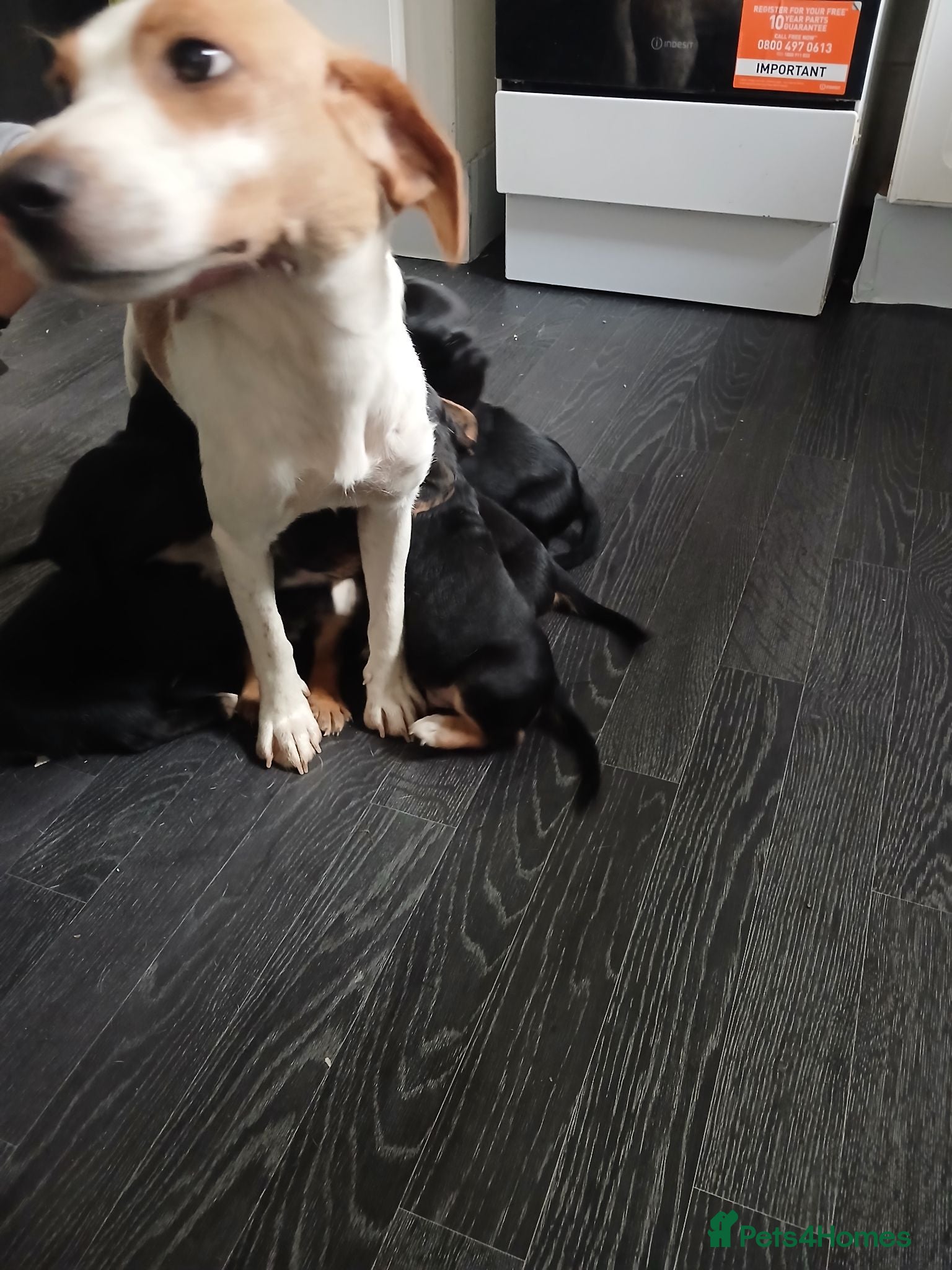 Bocker dogs 8 week old Bocker - Advert 1