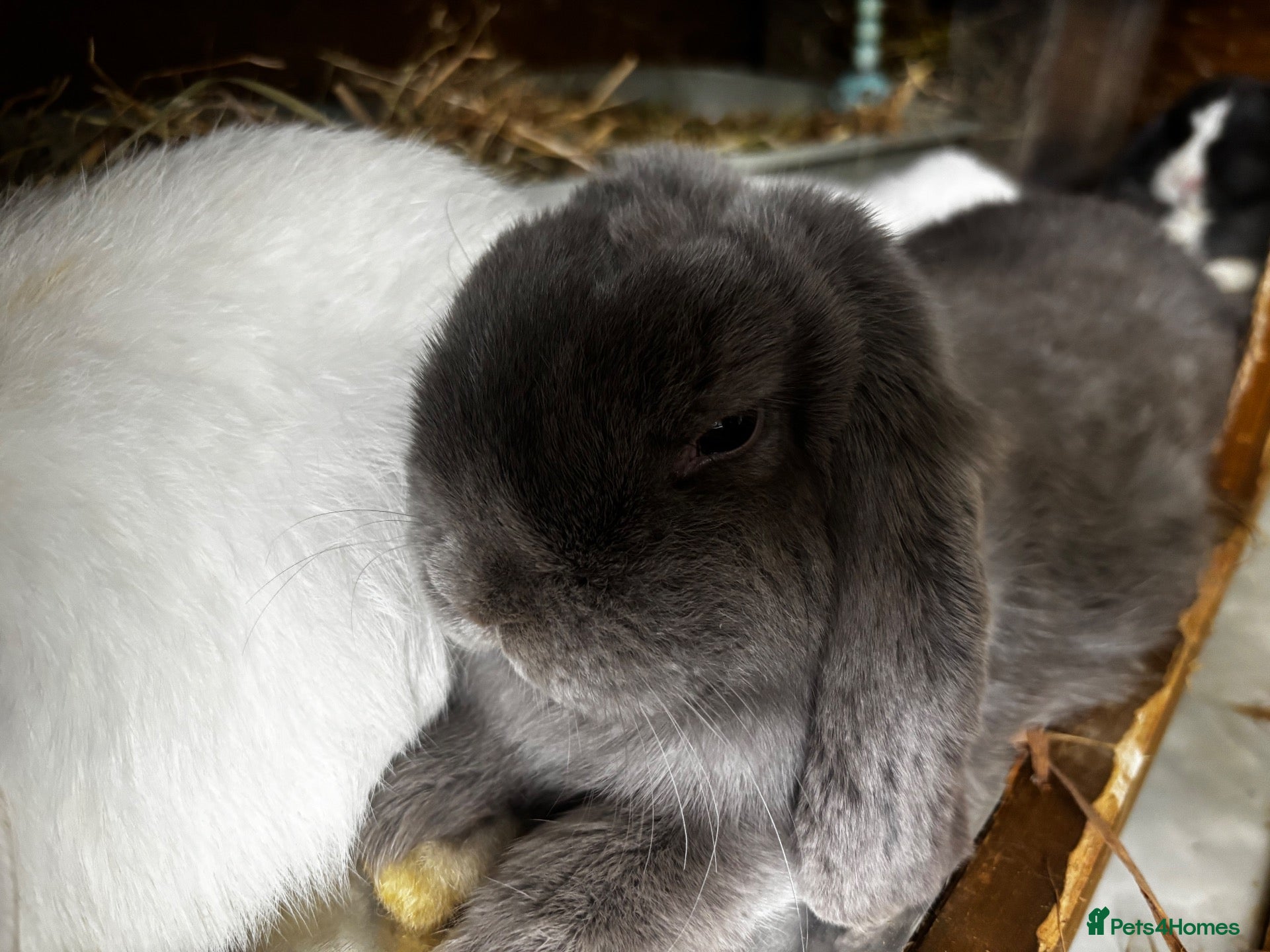 Mini Lop rabbits for sale: Beautiful Mini Lops Looking for 5-Star Pet Homes - Advert 1