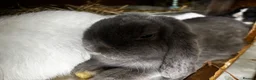 Mini Lop rabbits for sale: Beautiful Mini Lops Looking for 5-Star Pet Homes - Advert 1