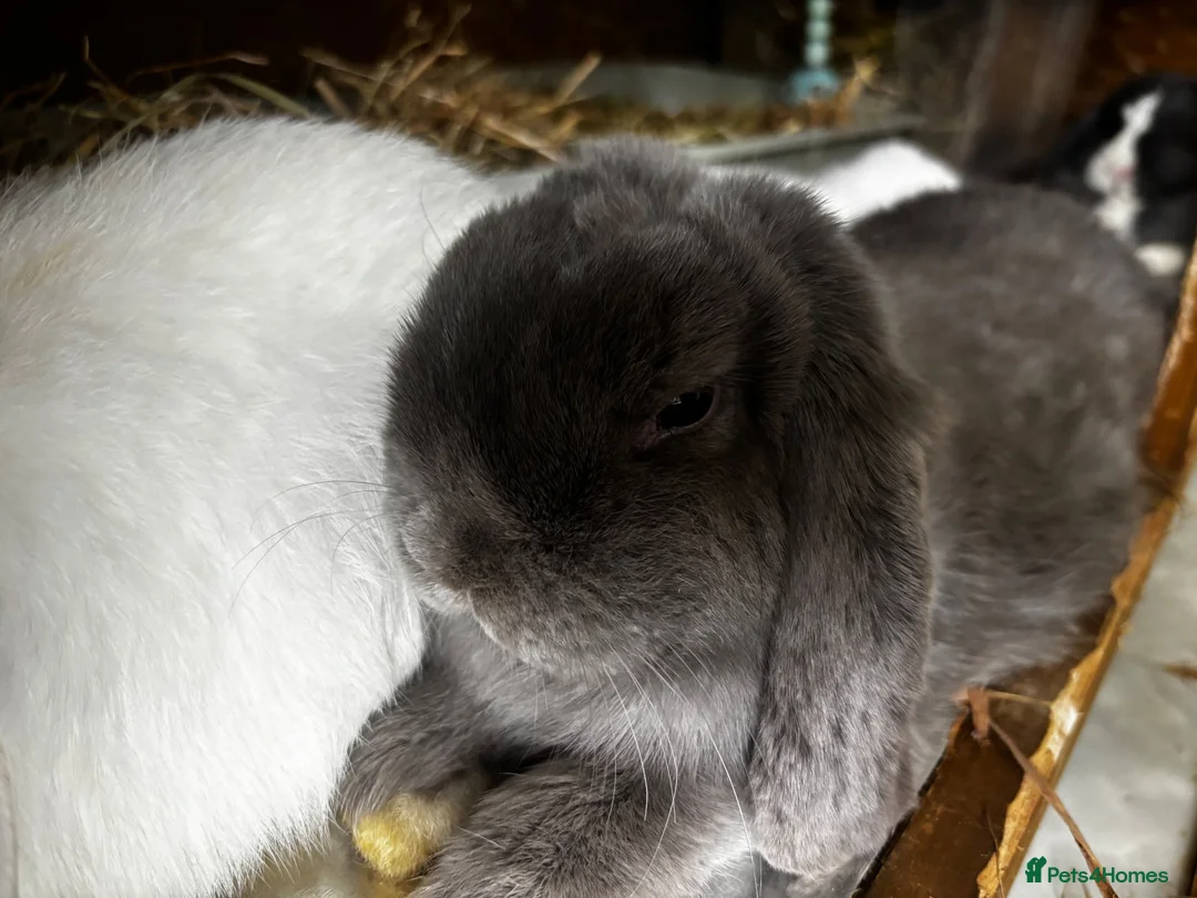 Mini Lop rabbits for sale: Beautiful Mini Lops Looking for 5-Star Pet Homes - Advert 1