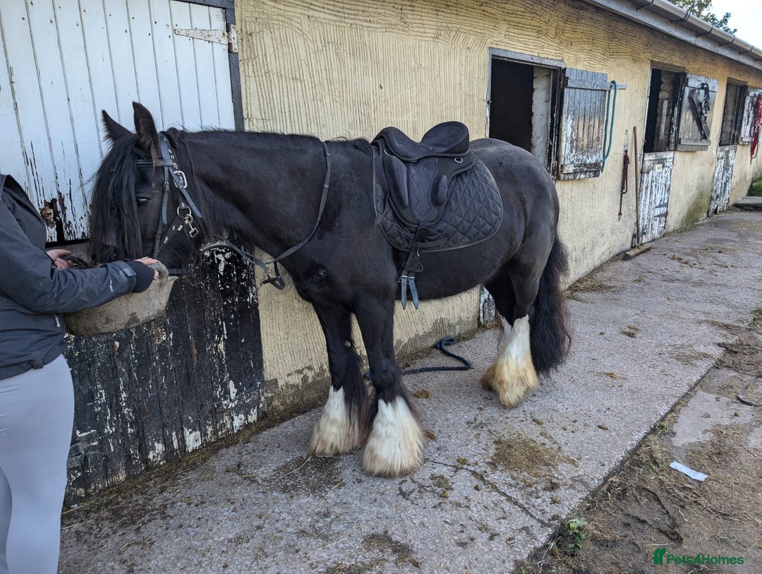Irish Cob horses for sale: 14,2 Traditional cob mare - Image 2