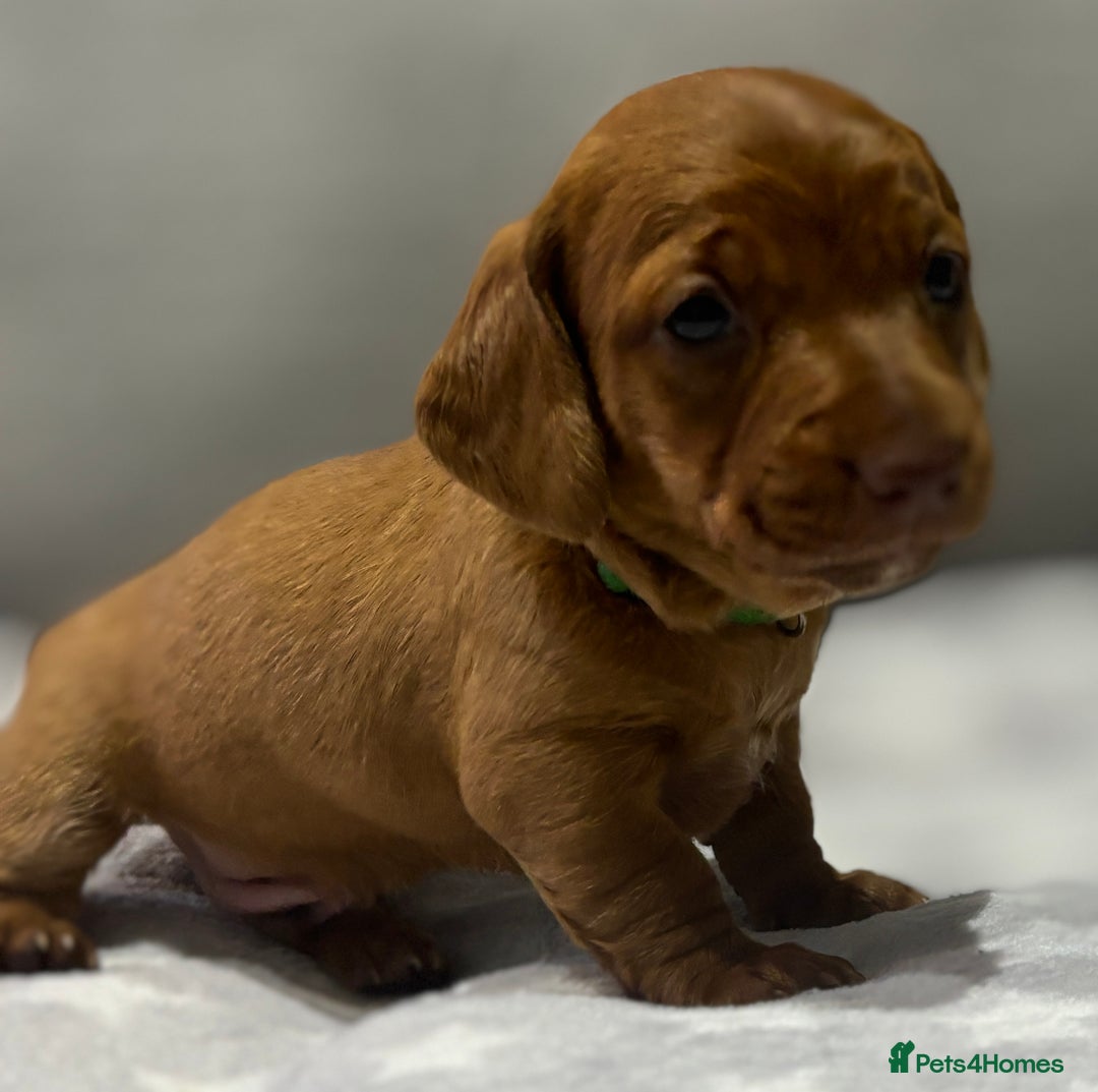 Miniature Dachshund dogs for sale: Beautiful KC Reg Miniature Dachshund Puppies - Image 12