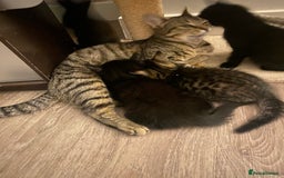 Mixed Breed cats for sale: Kittens Nottingham  - Image 17