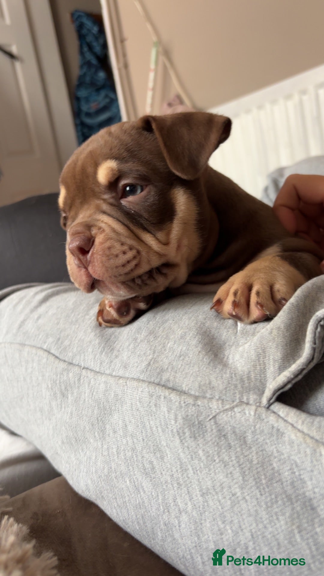 American Bully dogs Mico bullys - Advert 17