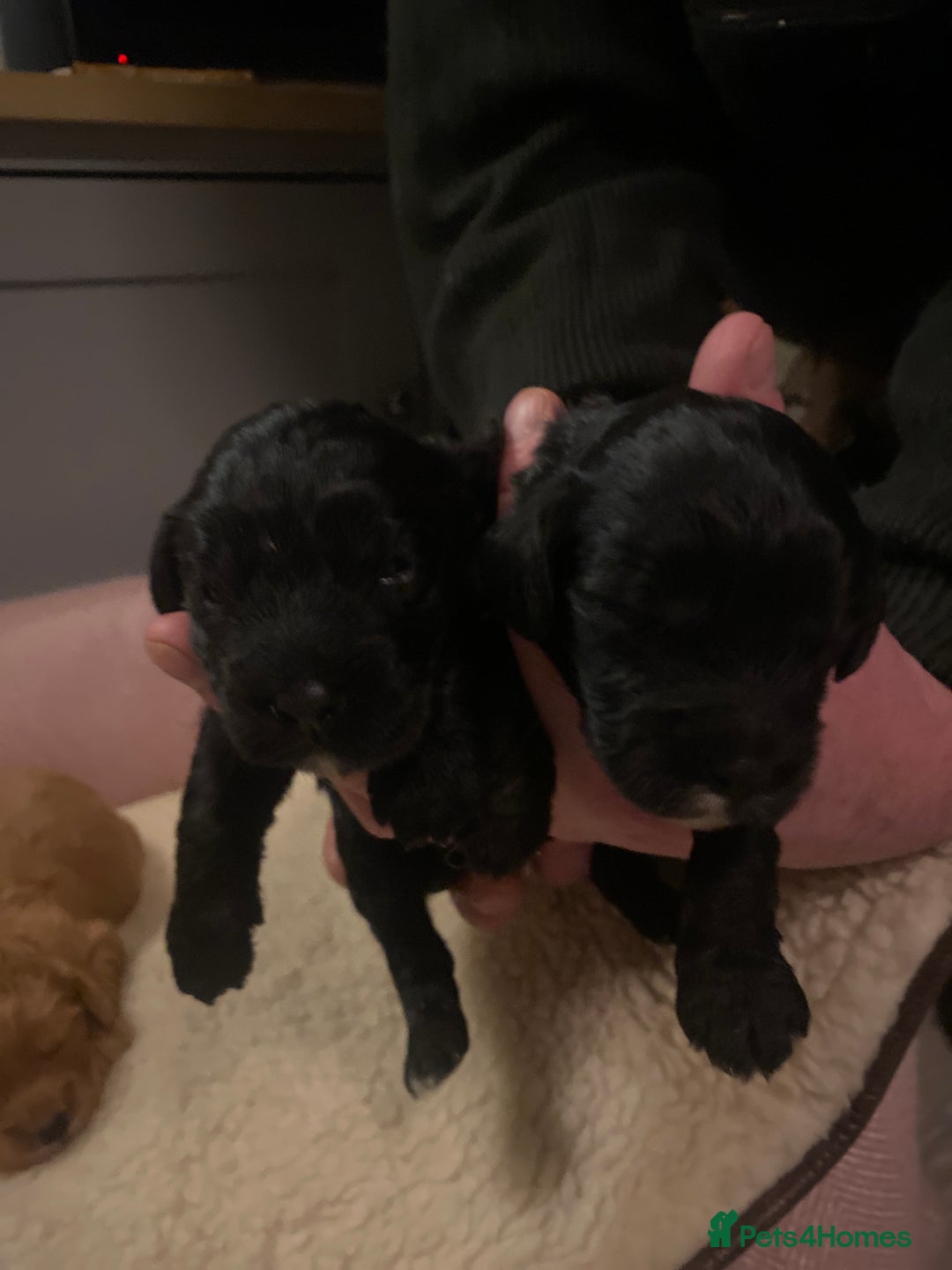 Cockapoo dogs for sale: cockapoo f1 puppies - Advert 4