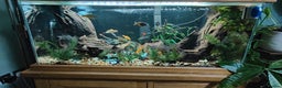 Other/Mixed Breed fish for sale: AquaOak 200 litre + Fish + accessories  - Advert 2