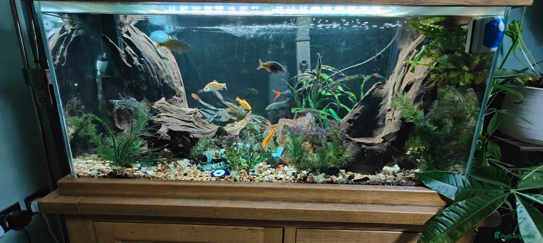 Other/Mixed Breed fish for sale: AquaOak 200 litre + Fish + accessories  - Advert 2