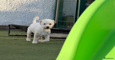 Bichon Frise dogs - Advert 8