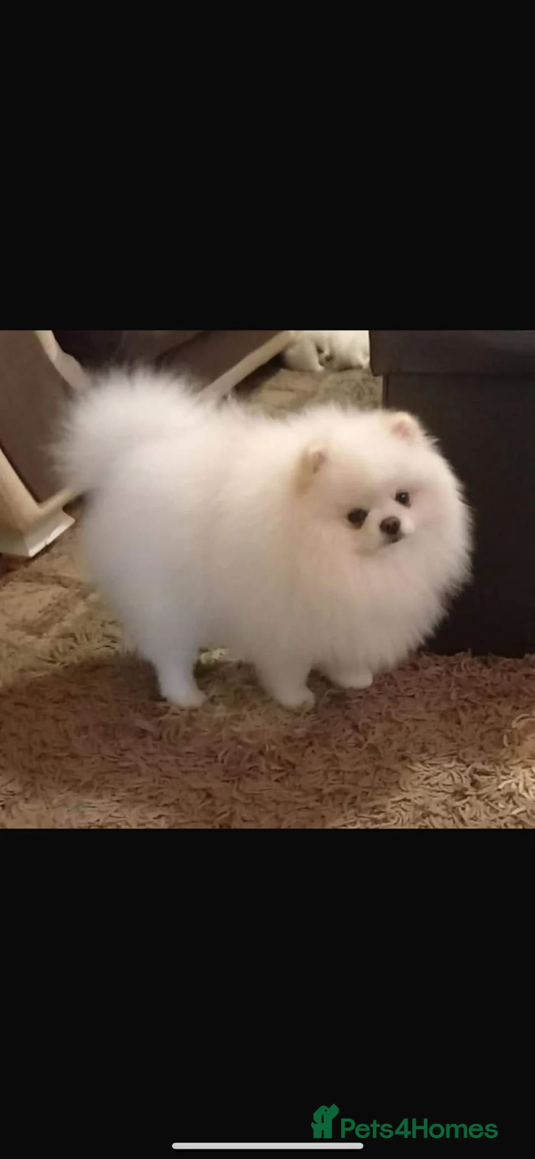 Pomeranian dogs for sale: Pomarian✅ - Advert 1