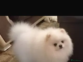 Pomeranian dogs Pomarian✅ - Advert 2