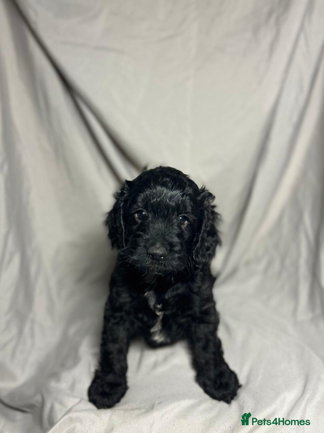 Cockapoo dogs for sale: Stunning F1 Cockapoo Puppies - PRA Clear Sire - Image 4