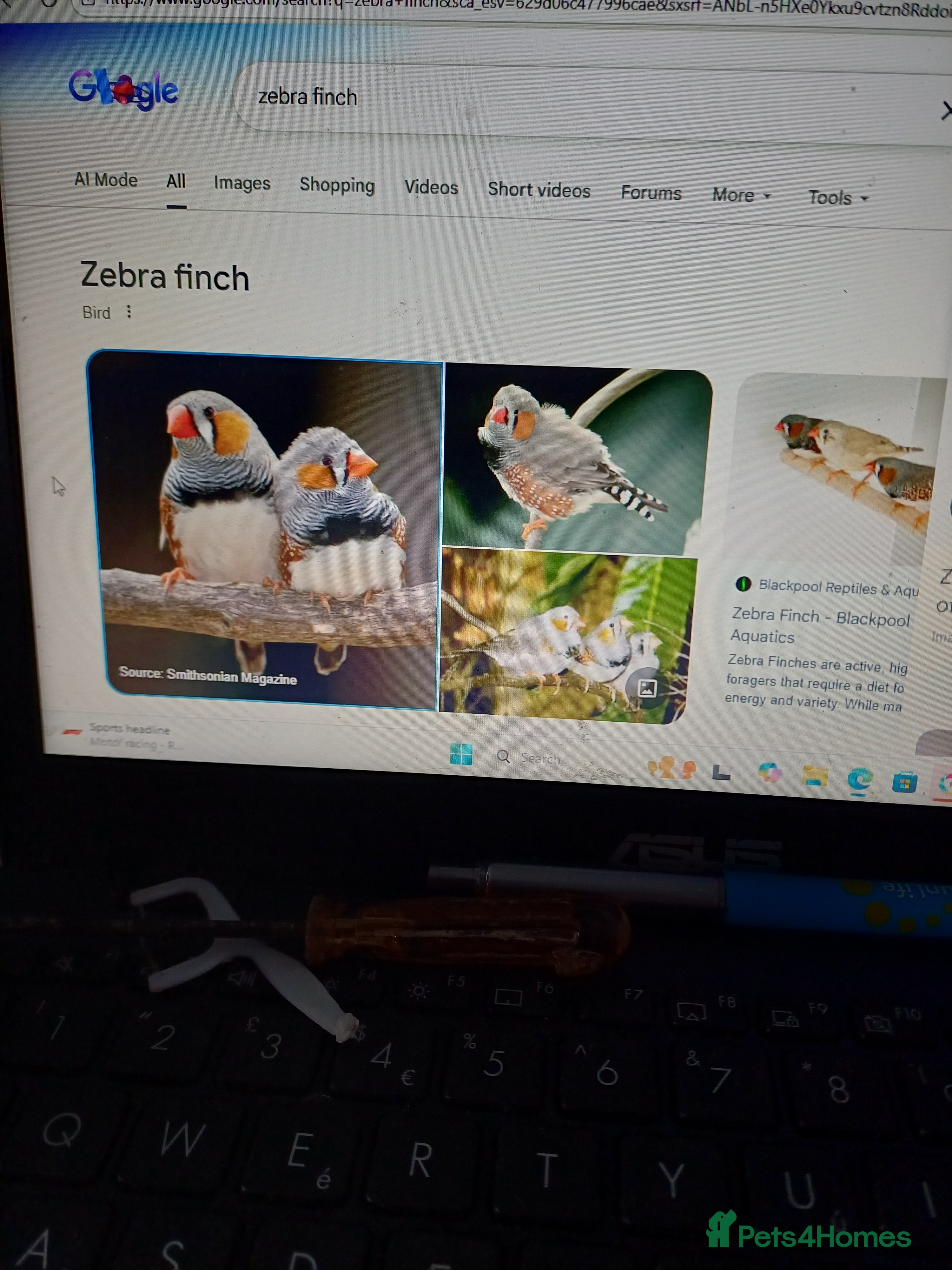 Finches birds Finches in Sunderland - Advert 18