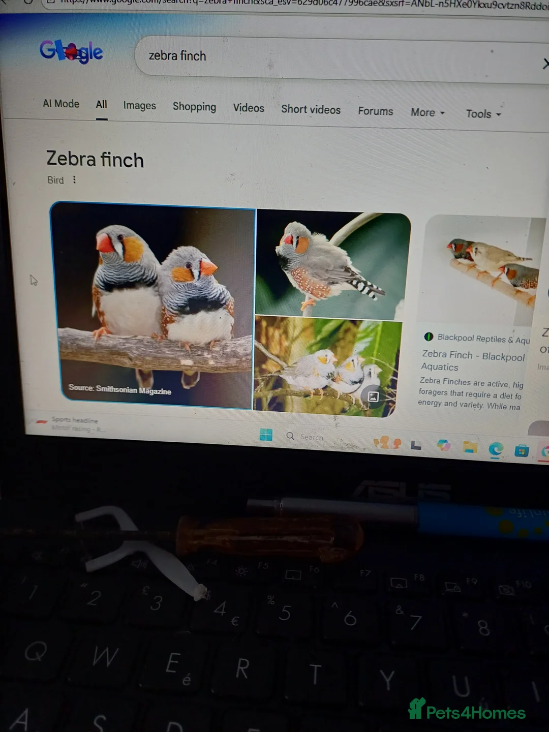 Finches birds for sale: Finches in Sunderland - Advert 1