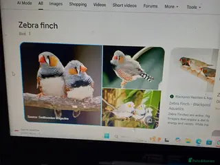 Finches birds Finches in Sunderland - Advert 2