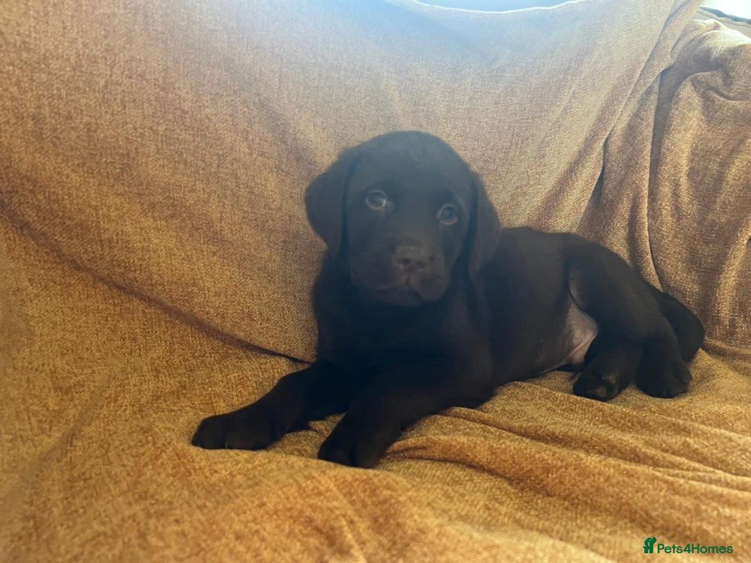 Labrador Retriever dogs for sale: Chocolate Labrador puppies  - Advert 25