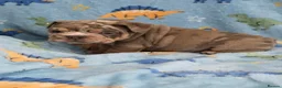 English Bulldog dogs for sale: british bulldog pups ready now  - Advert 4
