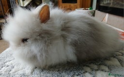 Lionhead rabbits for sale: Stunning DM Lionhead female baby rabbits  - Image 4