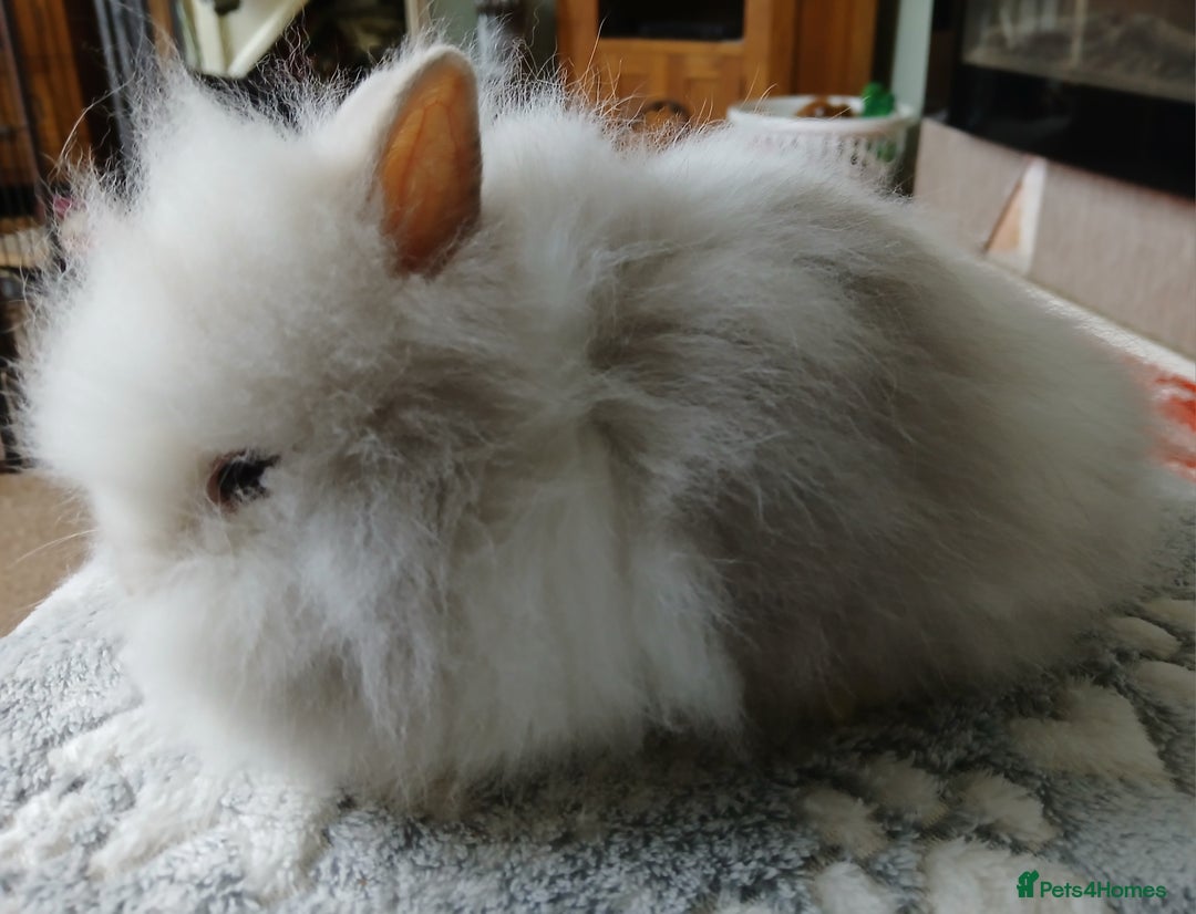 Lionhead rabbits for sale: Stunning DM Lionhead female baby rabbits  - Image 4