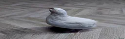 Quail poultry for sale: Quails and quails eggs &jambo japanese and giant  - Advert 1